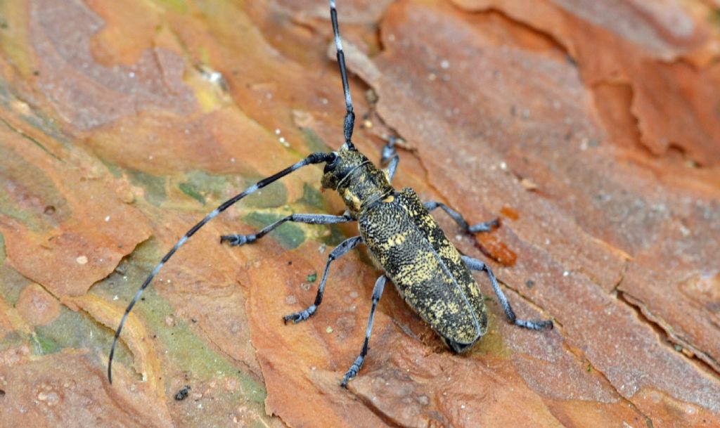 Monochamus sutor? No - Monochamus galloprovincialis